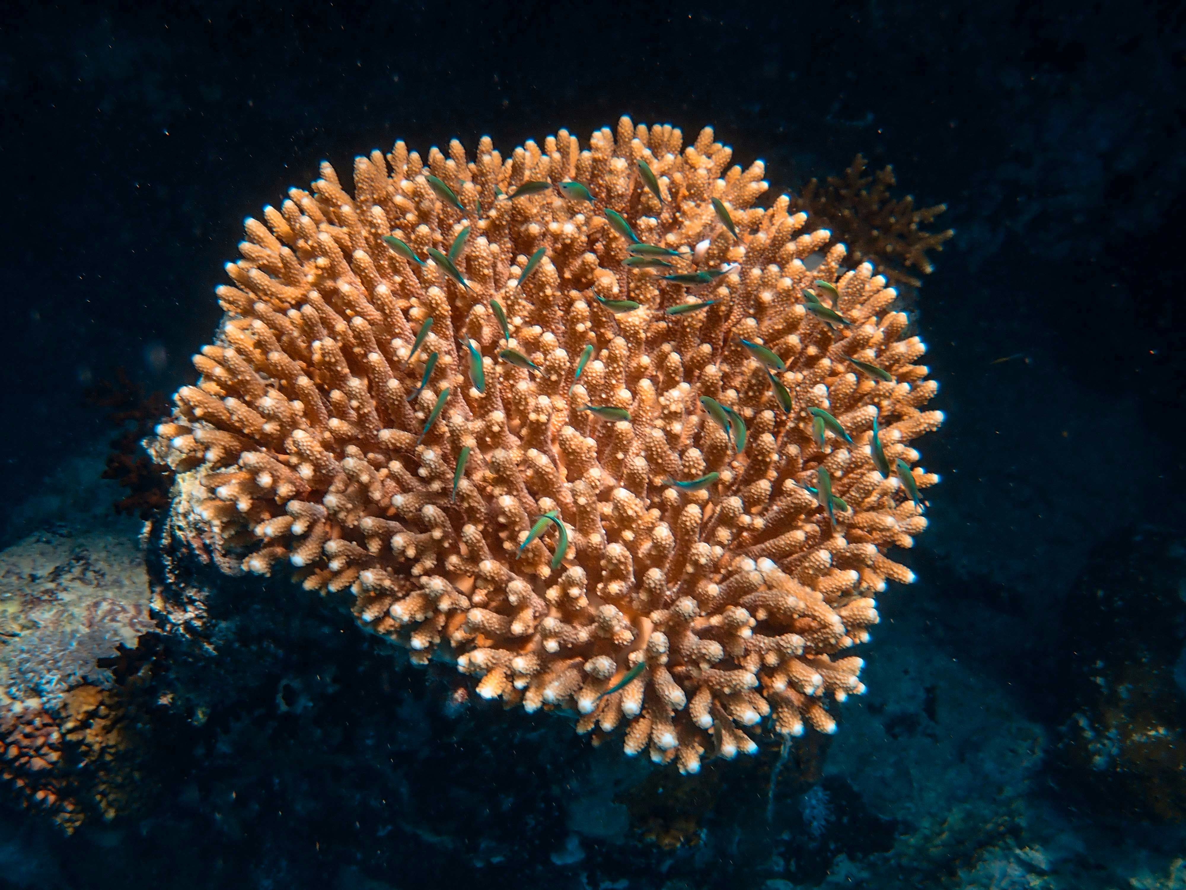 Coral Conservation 2