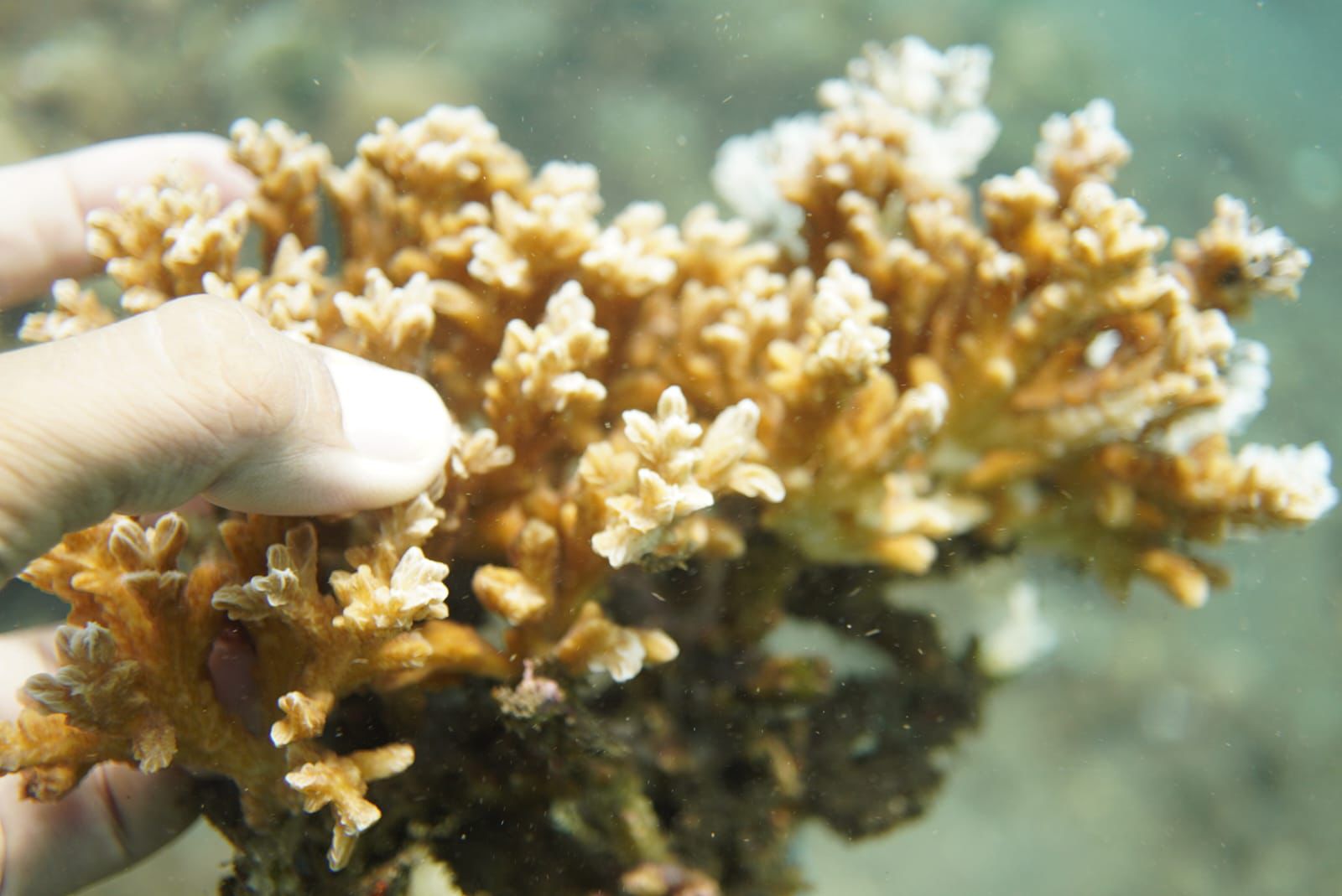Underwater Panorama 6
